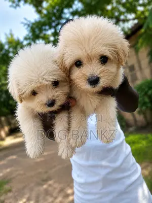 Purebred Poodle Puppies - 1-3 Months Old