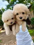 Purebred Poodle Puppies - 1-3 Months Old - 1