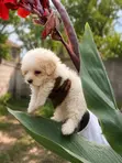 Purebred Poodle Puppies - 1-3 Months Old - 2