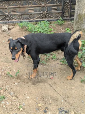 Male Mixed Breed Dog for Stud (Doberman/German Shepherd Mix)