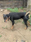 Male Mixed Breed Dog for Stud (Doberman/German Shepherd Mix) - 1
