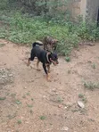 Male Mixed Breed Dog for Stud (Doberman/German Shepherd Mix) - 2