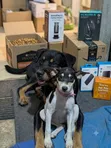 Male Mixed Breed Dog for Stud (Doberman/German Shepherd Mix) - 3