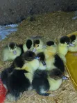Fast Growing Muscovy Ducklings for Sale - 1