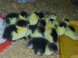 Fast Growing Muscovy Ducklings for Sale - 2
