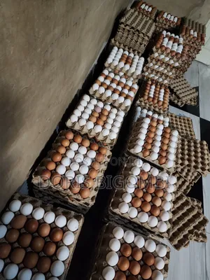 Fresh Farm Eggs - Wholesale & Retail