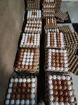 Fresh Farm Eggs - Wholesale & Retail - 2
