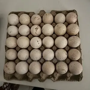 Fertile Turkey Eggs - Crate of 30