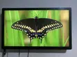 Philips 42 Inch Full HD LED TV - 2
