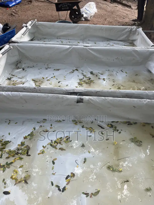 Catfish Hatchery Setup Service - 1
