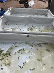 Catfish Hatchery Setup Service - 1
