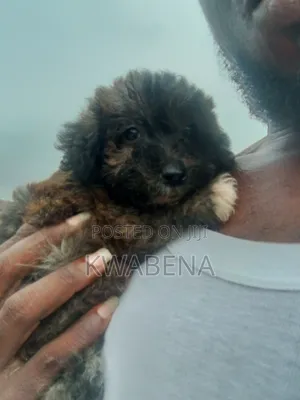 Purebred Female Poodle Puppies (1-3 Months)