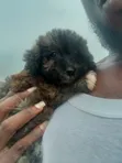 Purebred Female Poodle Puppies (1-3 Months) - 1