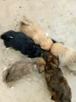 Purebred Female Poodle Puppies (1-3 Months) - 2