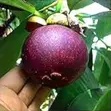 Mangosteen Fruit Tree Seeds - 2