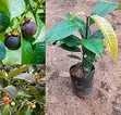 Mangosteen Fruit Tree Seeds - 3