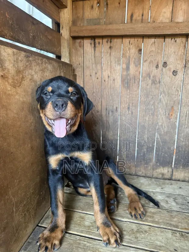 Purebred Rottweiler Puppy, 1-3 Months Old - 1