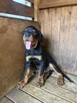 Purebred Rottweiler Puppy, 1-3 Months Old - 2