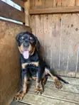Purebred Rottweiler Puppy, 1-3 Months Old - 3