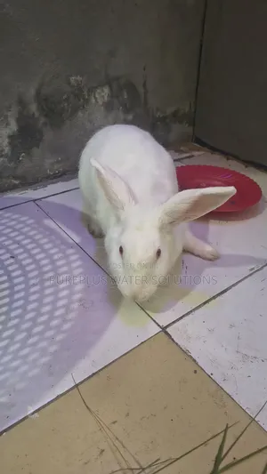 Rabbits for Sale - Male & Female Available