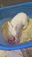 Rabbits for Sale - Male & Female Available - 2