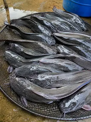 Catfish for Sale in Bulk