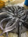 Catfish for Sale in Bulk - 2