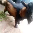 Healthy Male Goat - 1