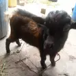 Healthy Male Goat - 2
