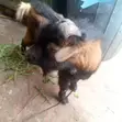 Healthy Male Goat - 3