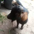 Healthy Male Goat - 4