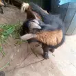 Healthy Male Goat - 5