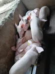 Weaner Pigs for Sale - Landrace & Large White - 1