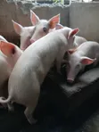 Weaner Pigs for Sale - Landrace & Large White - 2