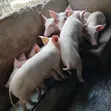 Weaner Pigs for Sale - Landrace & Large White - 3