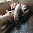 Weaner Pigs for Sale - Landrace & Large White - 4