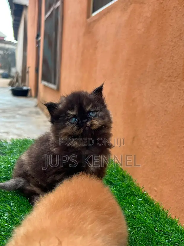 Purebred Persian Kittens - 1-3 Months Old - 1
