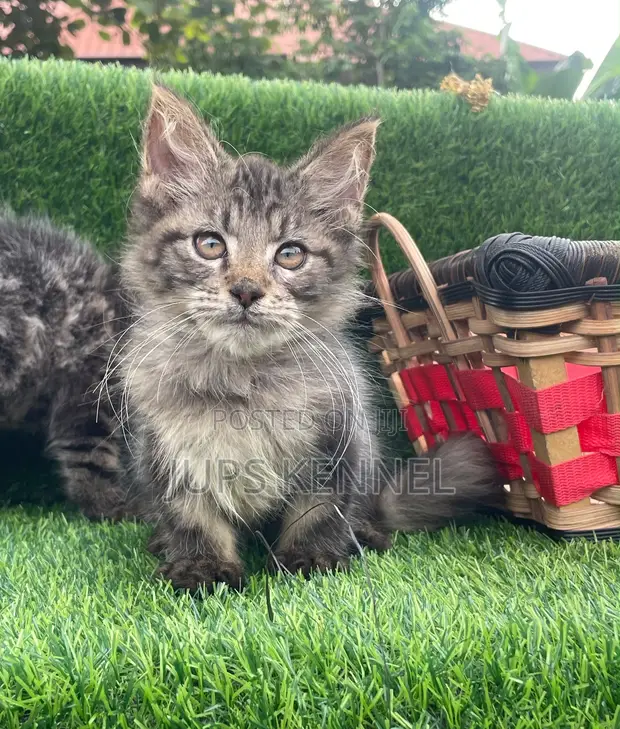 Purebred Maine Coon Kitten - 1-3 Months Old - 1
