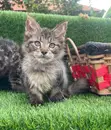 Purebred Maine Coon Kitten - 1-3 Months Old - 1