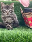 Purebred Maine Coon Kitten - 1-3 Months Old - 2