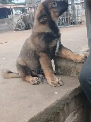 Purebred Caucasian Shepherd Puppy - 1-3 Months Male