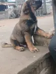 Purebred Caucasian Shepherd Puppy - 1-3 Months Male - 1