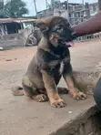 Purebred Caucasian Shepherd Puppy - 1-3 Months Male - 2