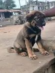 Purebred Caucasian Shepherd Puppy - 1-3 Months Male - 3