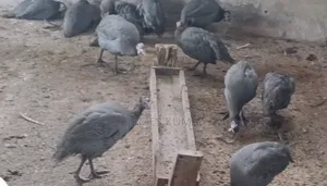 Healthy Guinea Fowls - Organically Raised