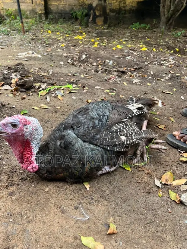 Organic Local Turkey - 1