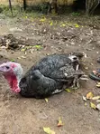 Organic Local Turkey - 1