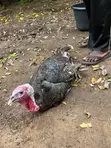 Organic Local Turkey - 2
