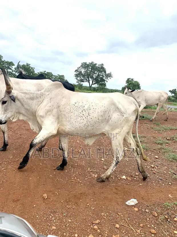 Healthy Cow for Sale - 1