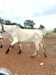 Healthy Cow for Sale - 1